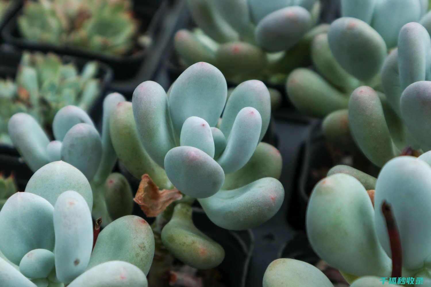 多肉植物养护全攻略：从浇水到施肥的全面解析 (多肉植物养护技巧)