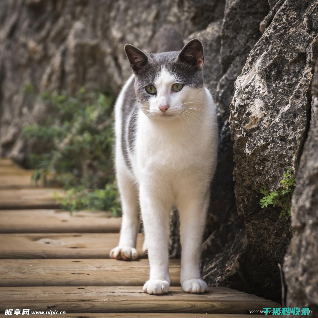 猫咪应激反应：如何通过增加安全感来缓解焦虑 (猫咪应激反应的表现)