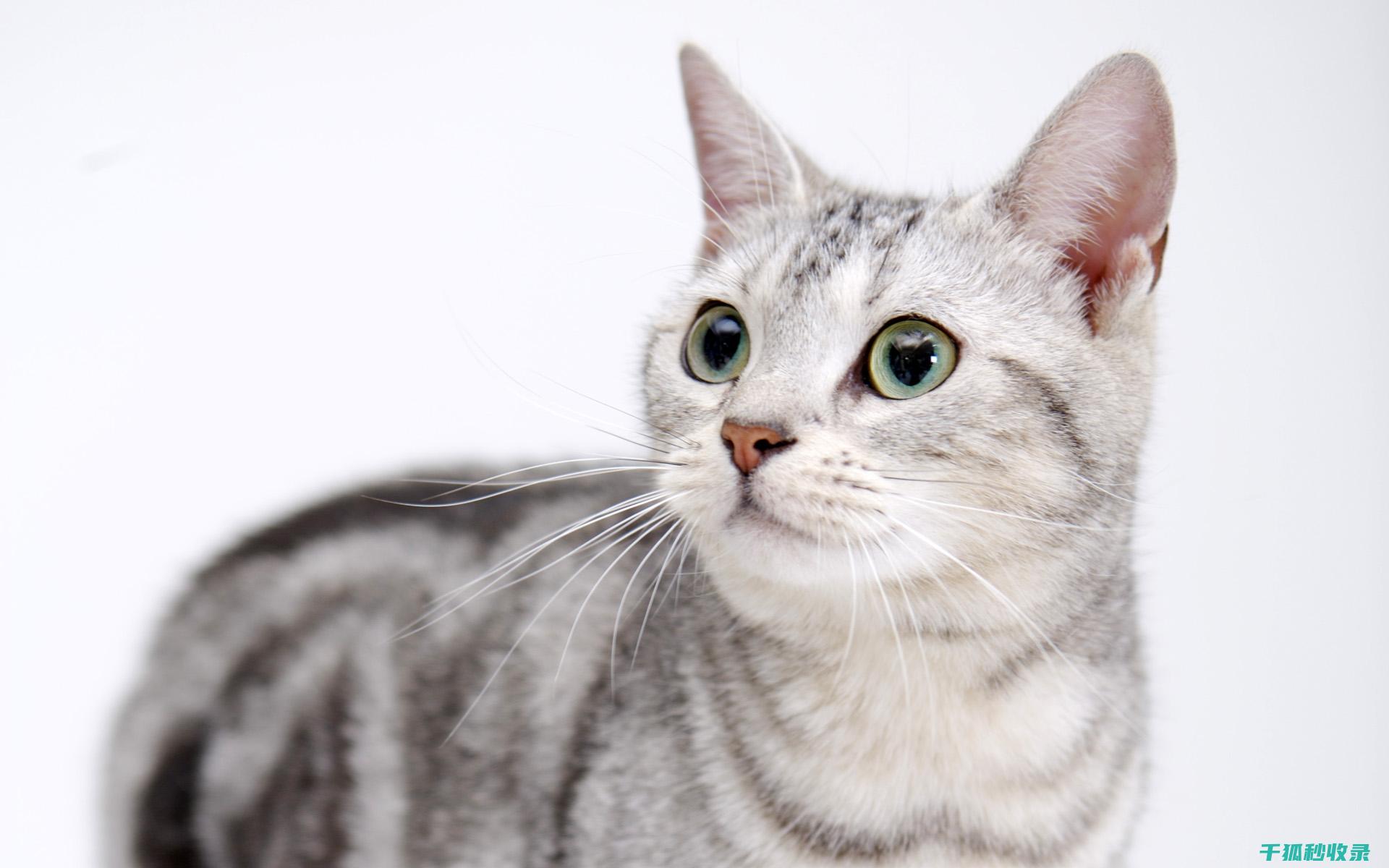 猫咪应激反应：如何通过更换猫窝位置分散注意力 (猫咪应激反应的表现)