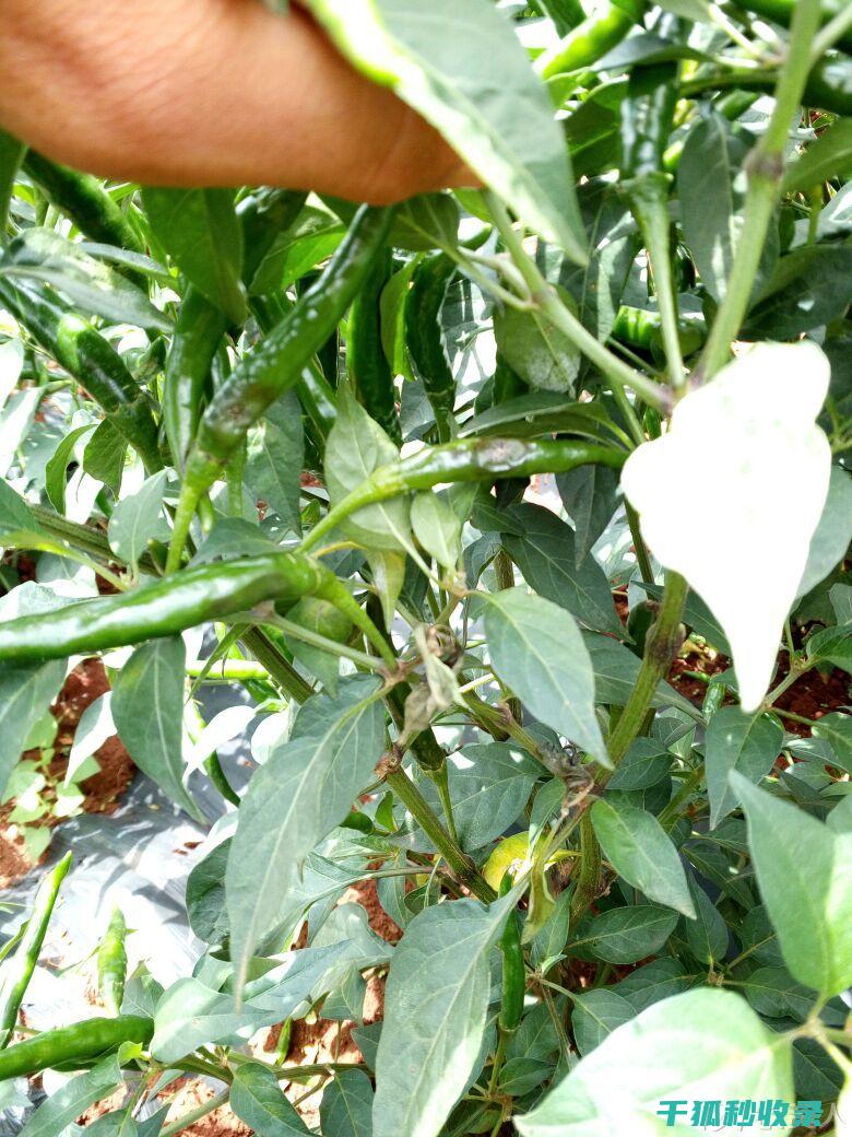 植物病虫害防治：如何通过合理的有机防治系统降低病虫害风险 (植物病虫害防治)
