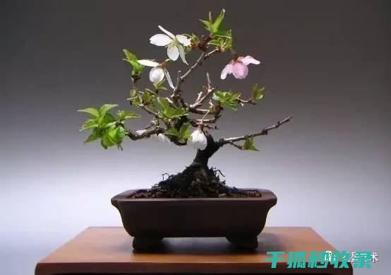 盆栽土壤配比：适合不同无机物需求植物的配方要点 (盆栽土壤配比标准)