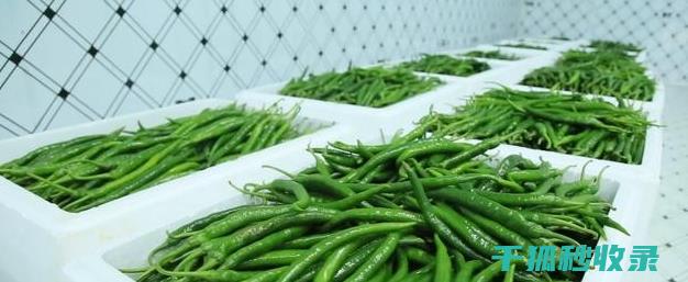 蔬菜保鲜延长秘籍：90个实用方法大公开 (蔬菜保鲜延长保质期)