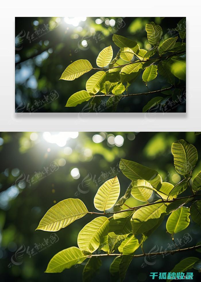 植物叶片光亮：阳光与植物的互动艺术 (植物叶子不绿无光泽是什么原因)