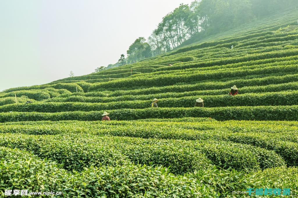 茶叶保存秘籍：延长茶叶寿命的小窍门 (茶叶保存办法)