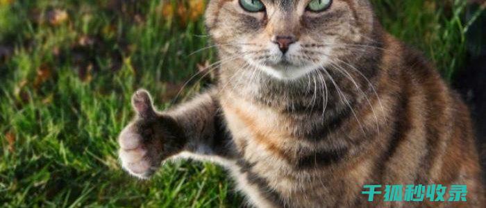 猫砂除臭新见解：从短期效果到长期效益的平衡 (猫砂除臭效果)